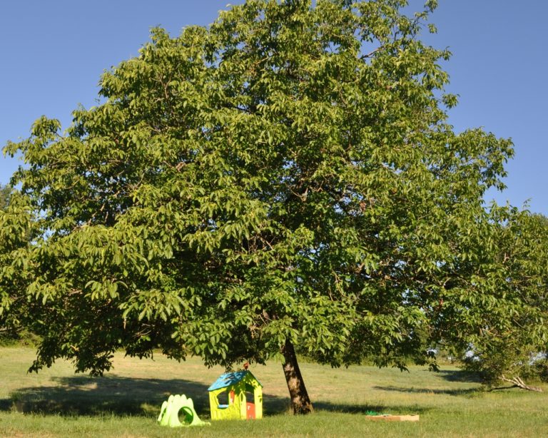 Play area under the old Walnut tree_1280x1024